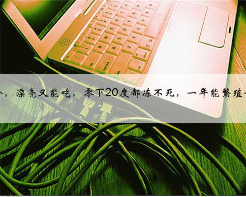 这种百合，漂亮又能吃，零下20度都冻不死，一年能繁殖一大片！
