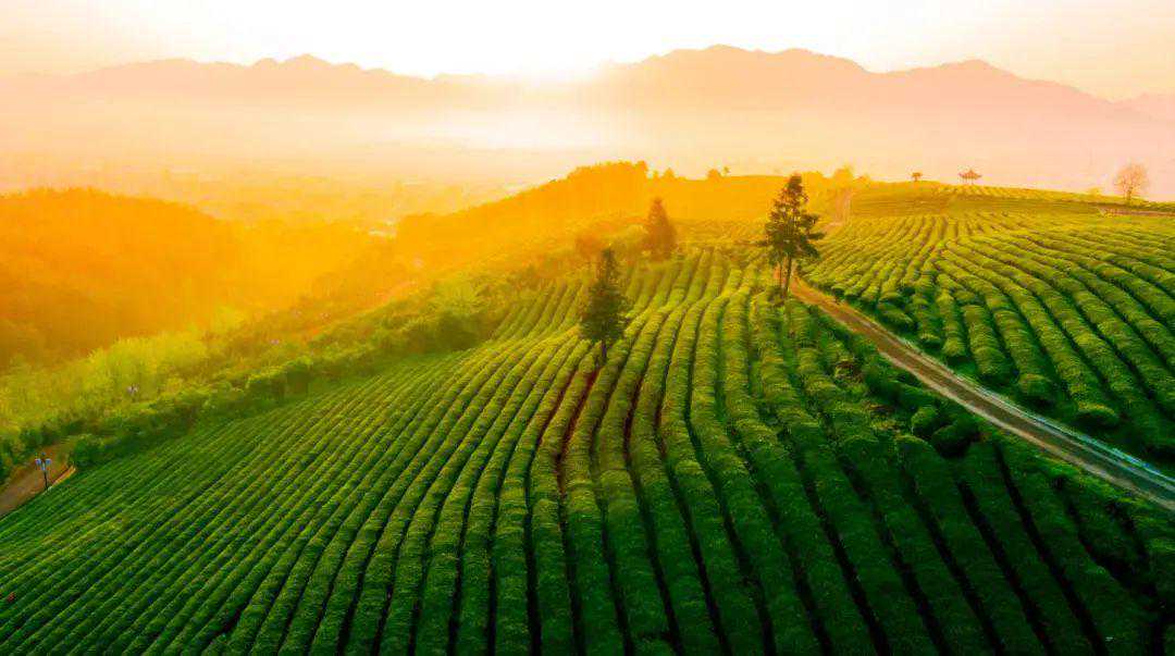 【青峰】竹海小径、敬亭绿雪......初冬在这座皖南“江南诗山”里领略温润明净