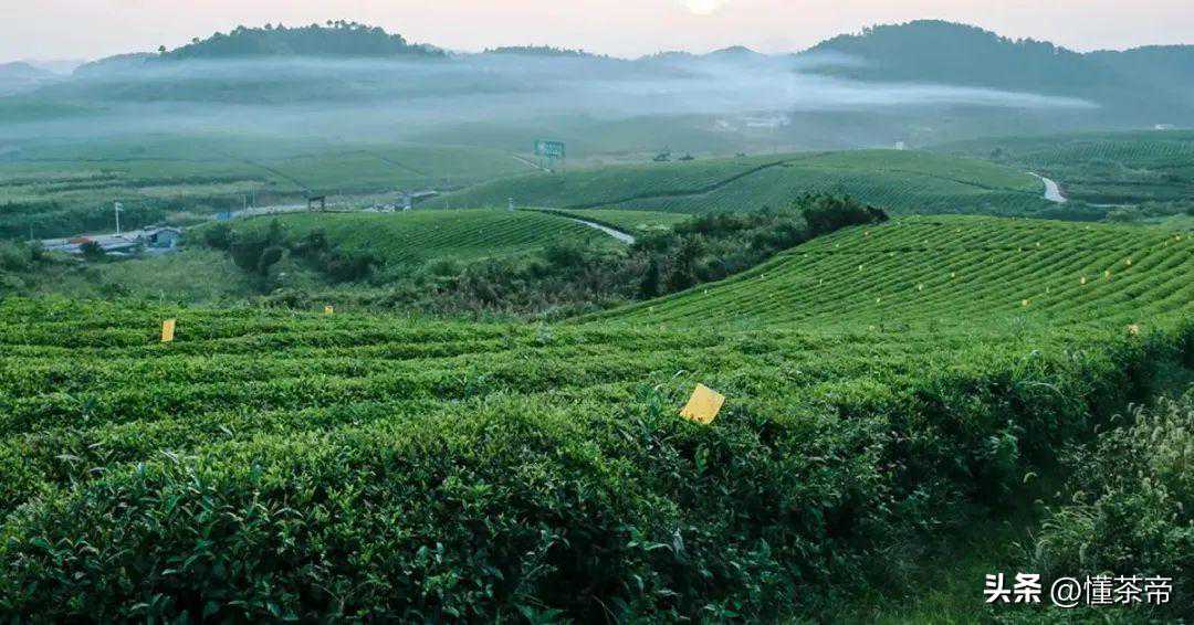 福鼎VS政和白茶哪家强？这五大区别不得不知！