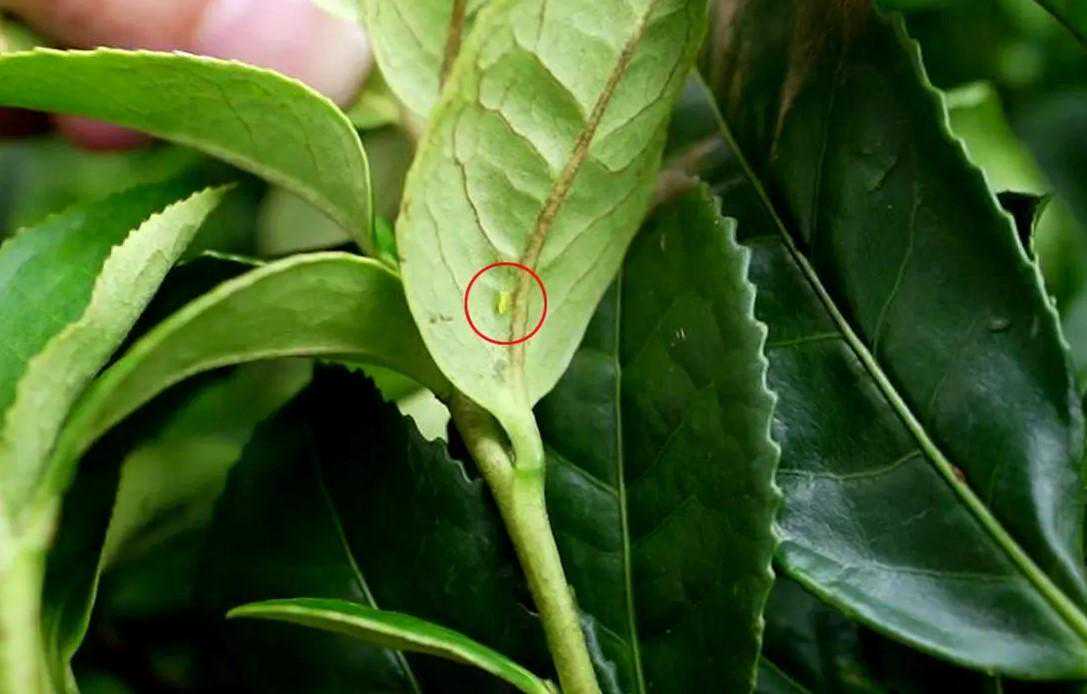 邂逅“东方美人”