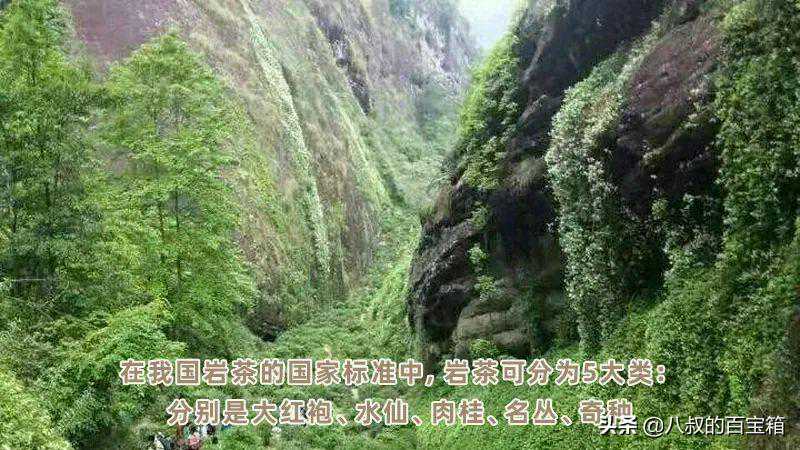 大红袍、名枞、肉桂、水仙、奇种五类，是什么，各有什么特色？