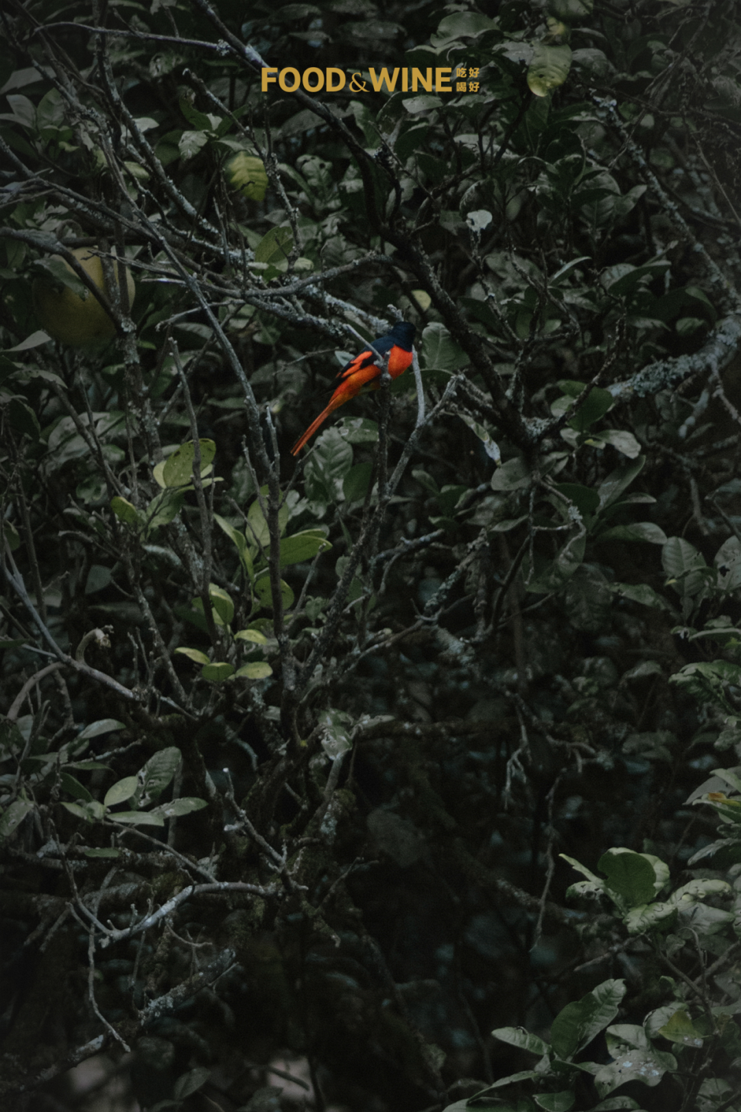 沿江行 · 武夷山｜连山接海，运茶入世