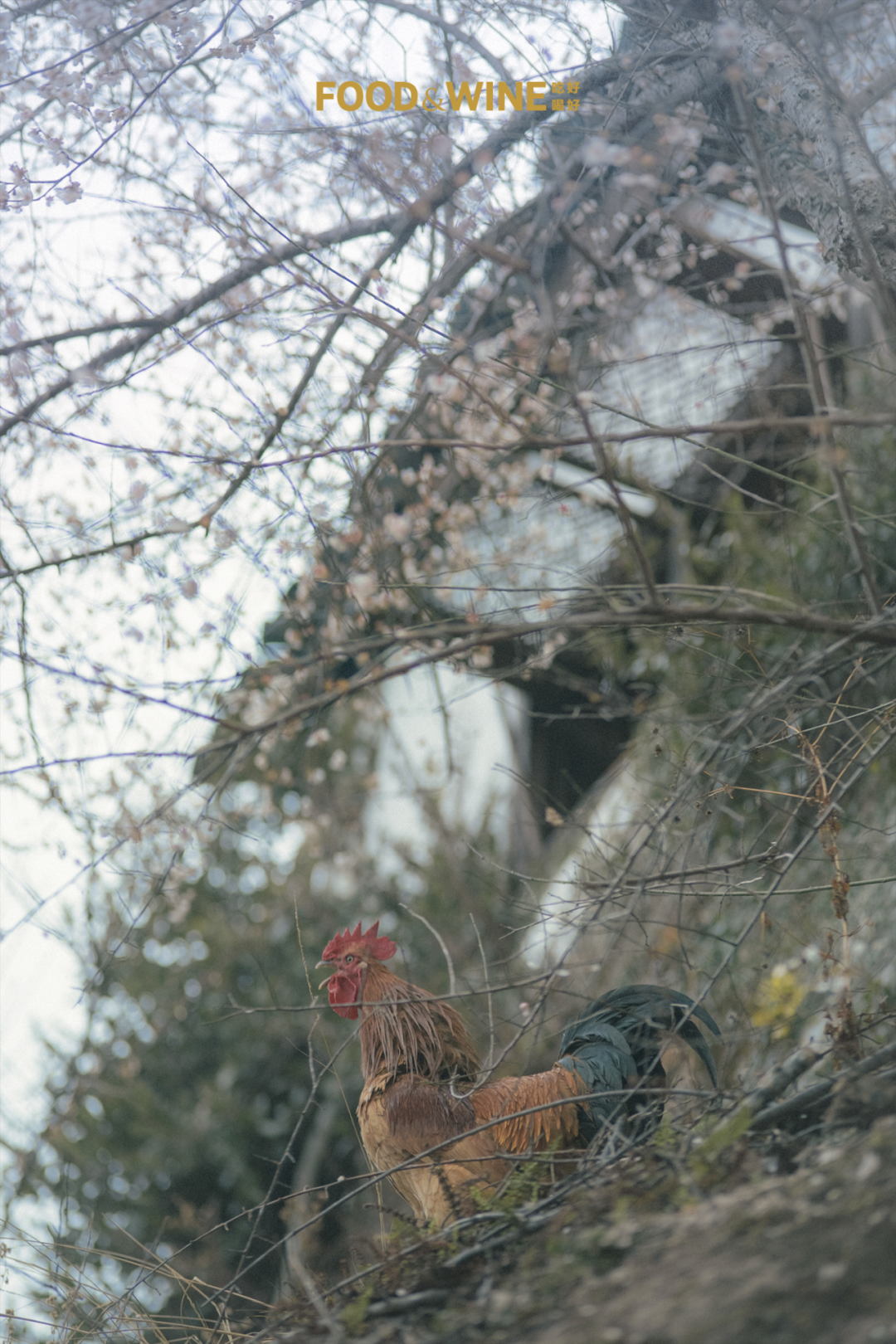沿江行 · 武夷山｜连山接海，运茶入世