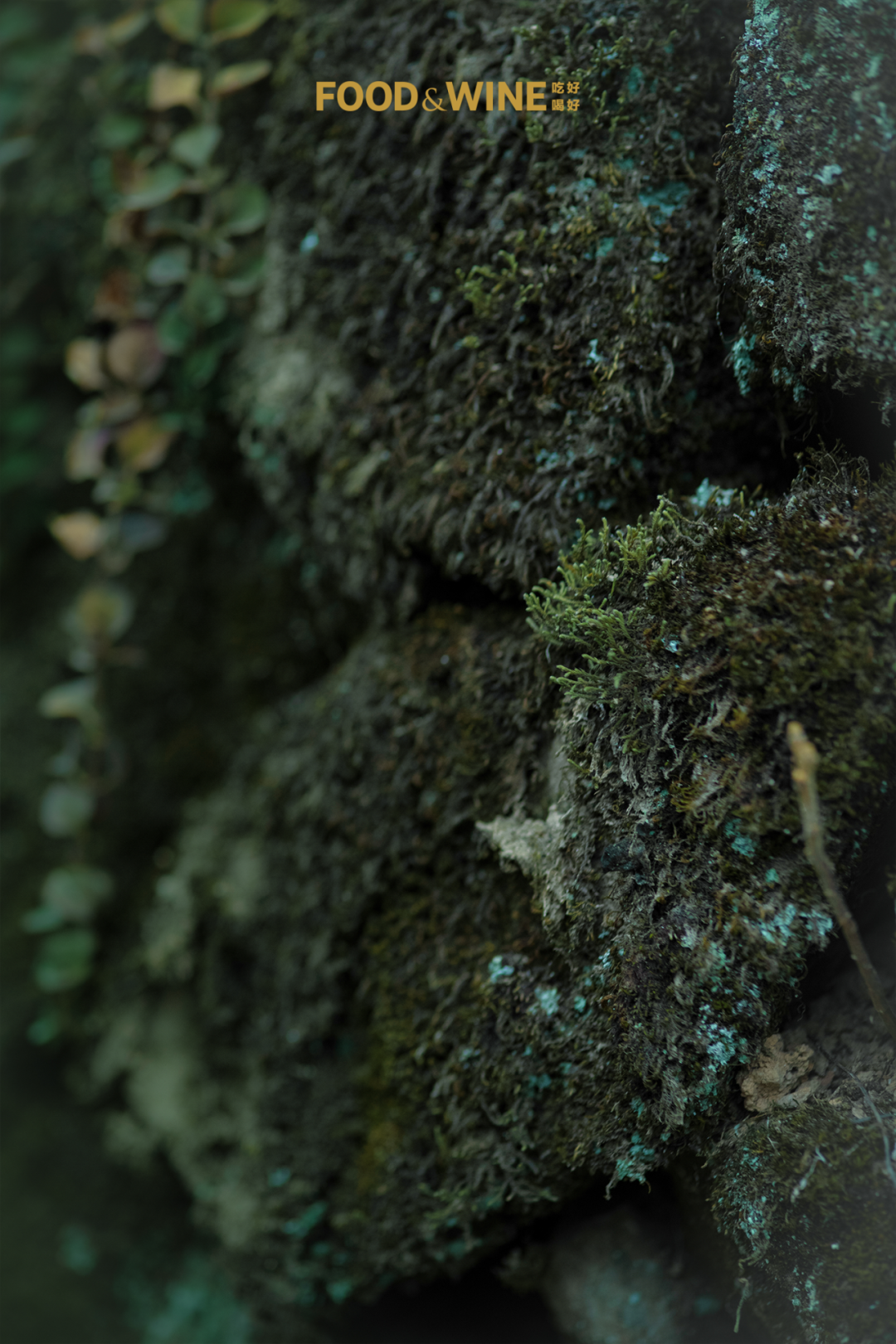 沿江行 · 武夷山｜连山接海，运茶入世