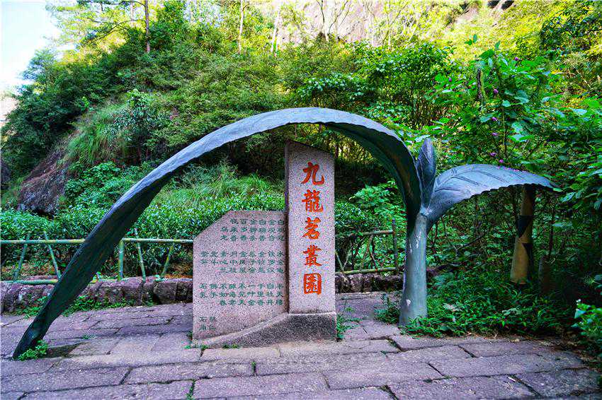 360岁的武夷山大红袍母树，子孙遍布全国各地