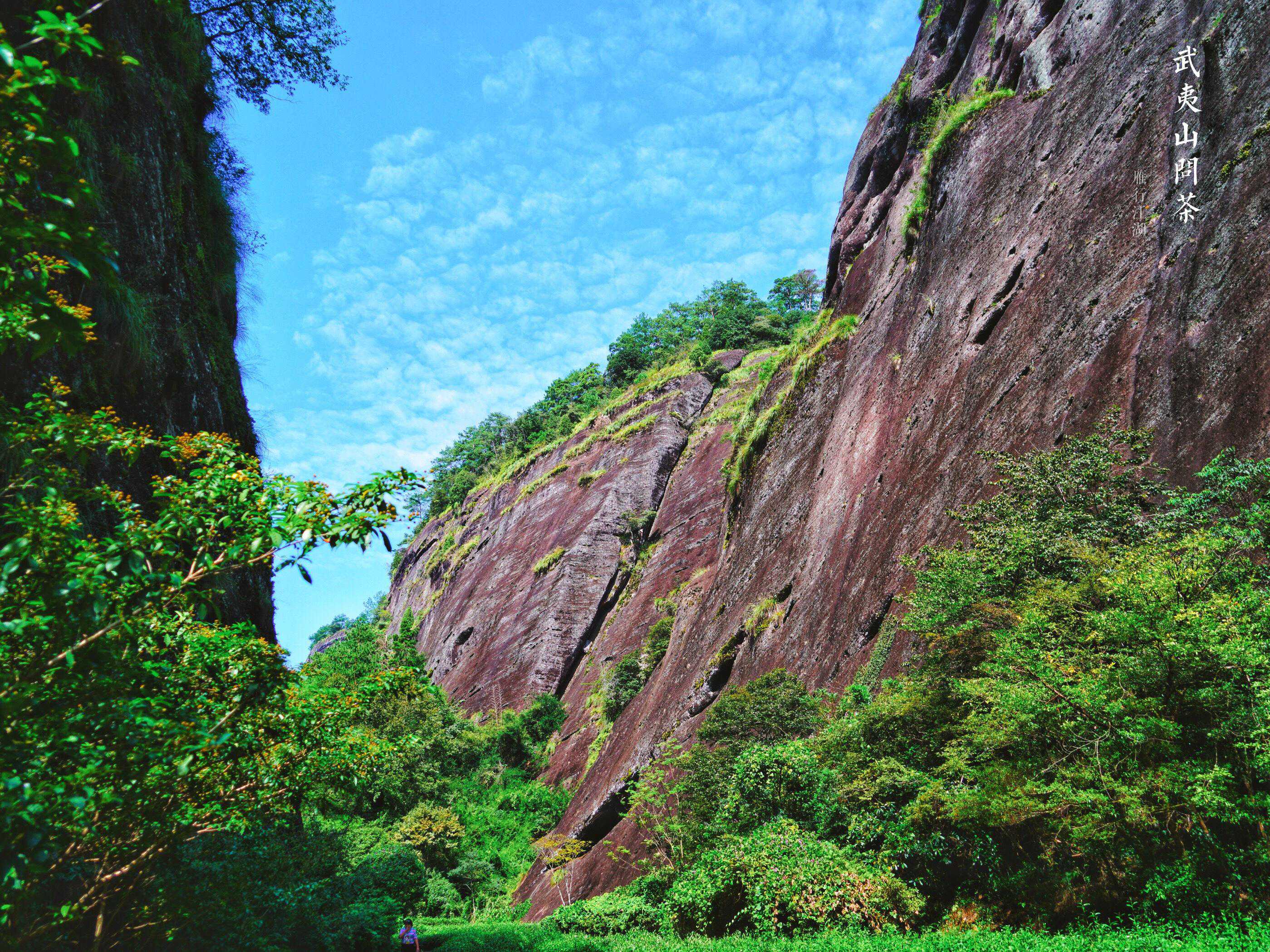 360岁的武夷山大红袍母树，子孙遍布全国各地