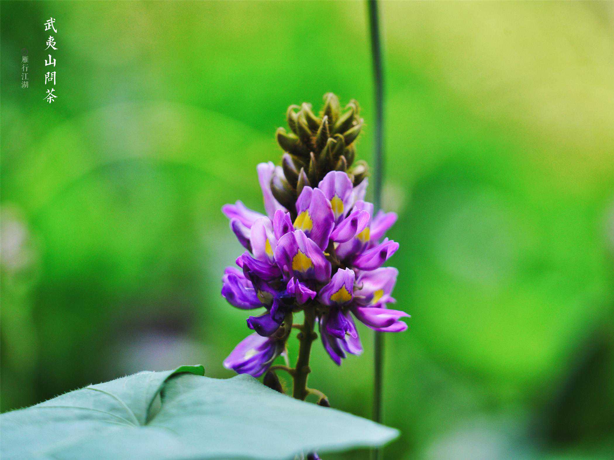 360岁的武夷山大红袍母树，子孙遍布全国各地