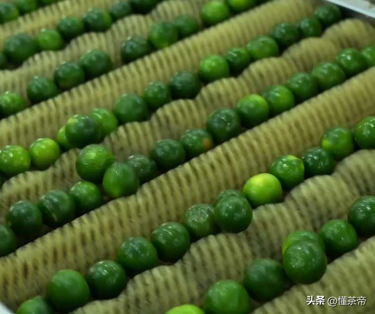 史上最详细的小青柑制作流程，干货满满建议收藏！