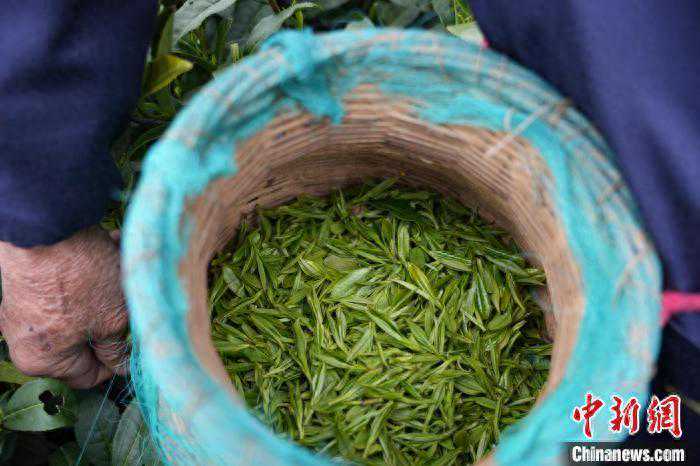明前茶“贵如金” 浙江杭州迎采茶高峰