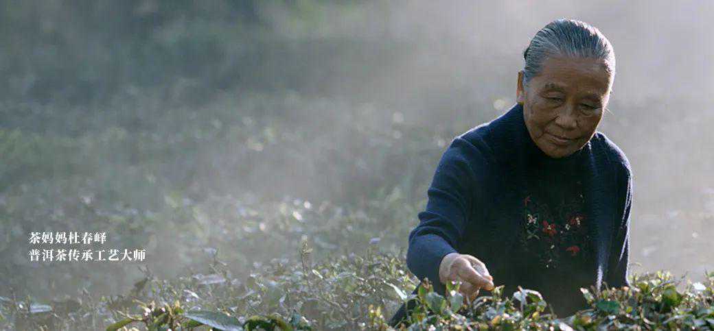 3万字解析：“内地茶企第一股”，澜沧古茶品牌简史