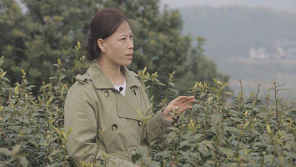 中国十大名茶之一苏州碧螺春，很多人却弄错了产地