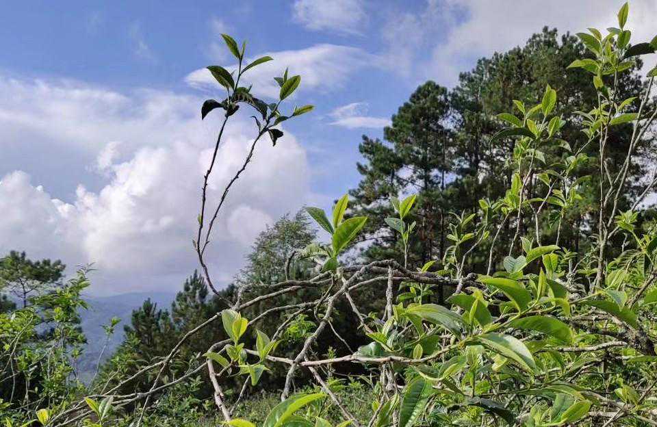 勐库十八寨东半山代表——坝糯