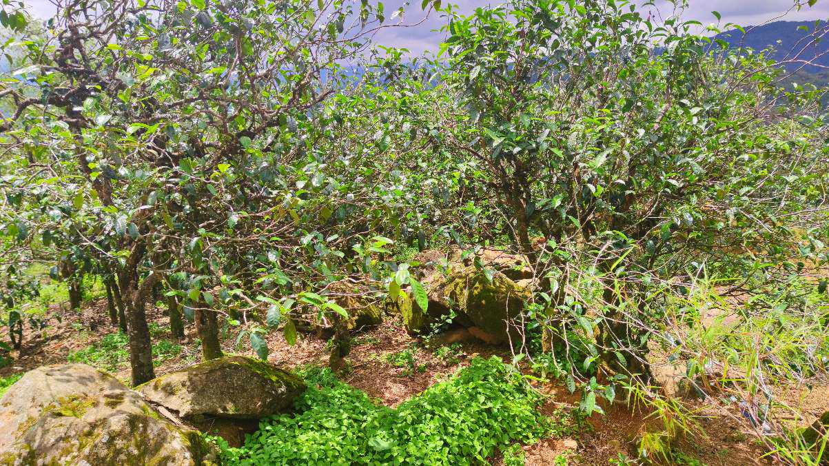 勐库十八寨东半山代表——坝糯