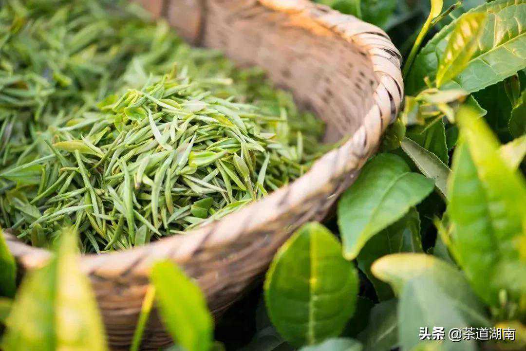 天天说正确的炒青工艺，炒青是从什么时候开始的？