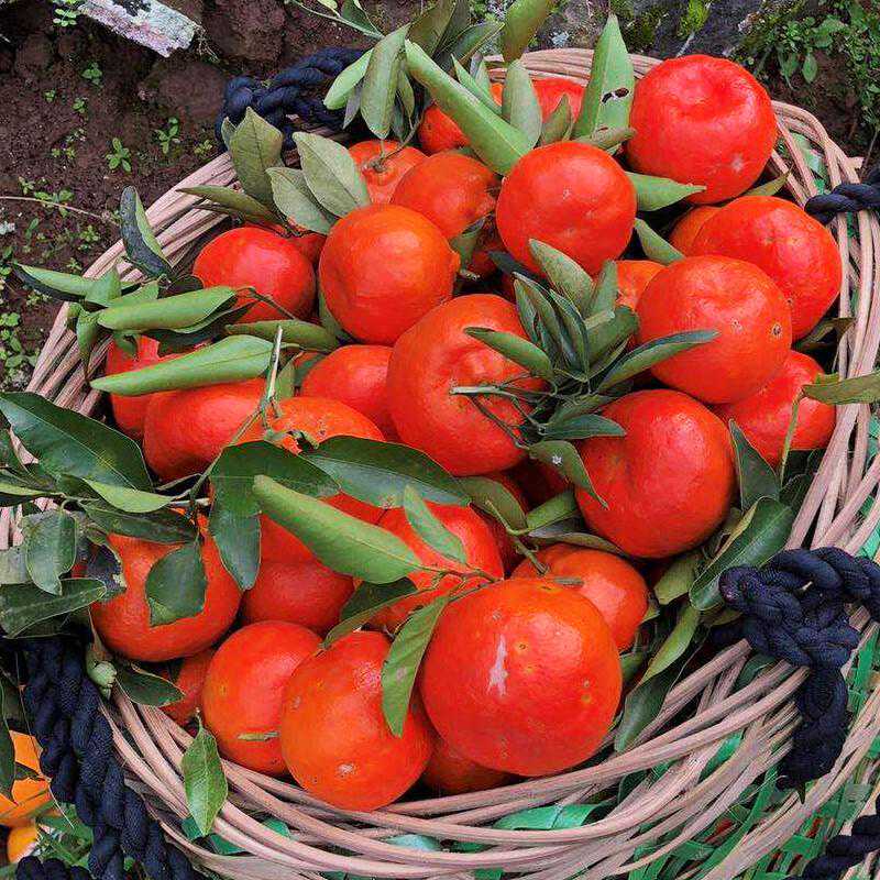 新会陈皮：用沃柑皮“平替”新会柑皮？这个“想得美”操作在蔓延