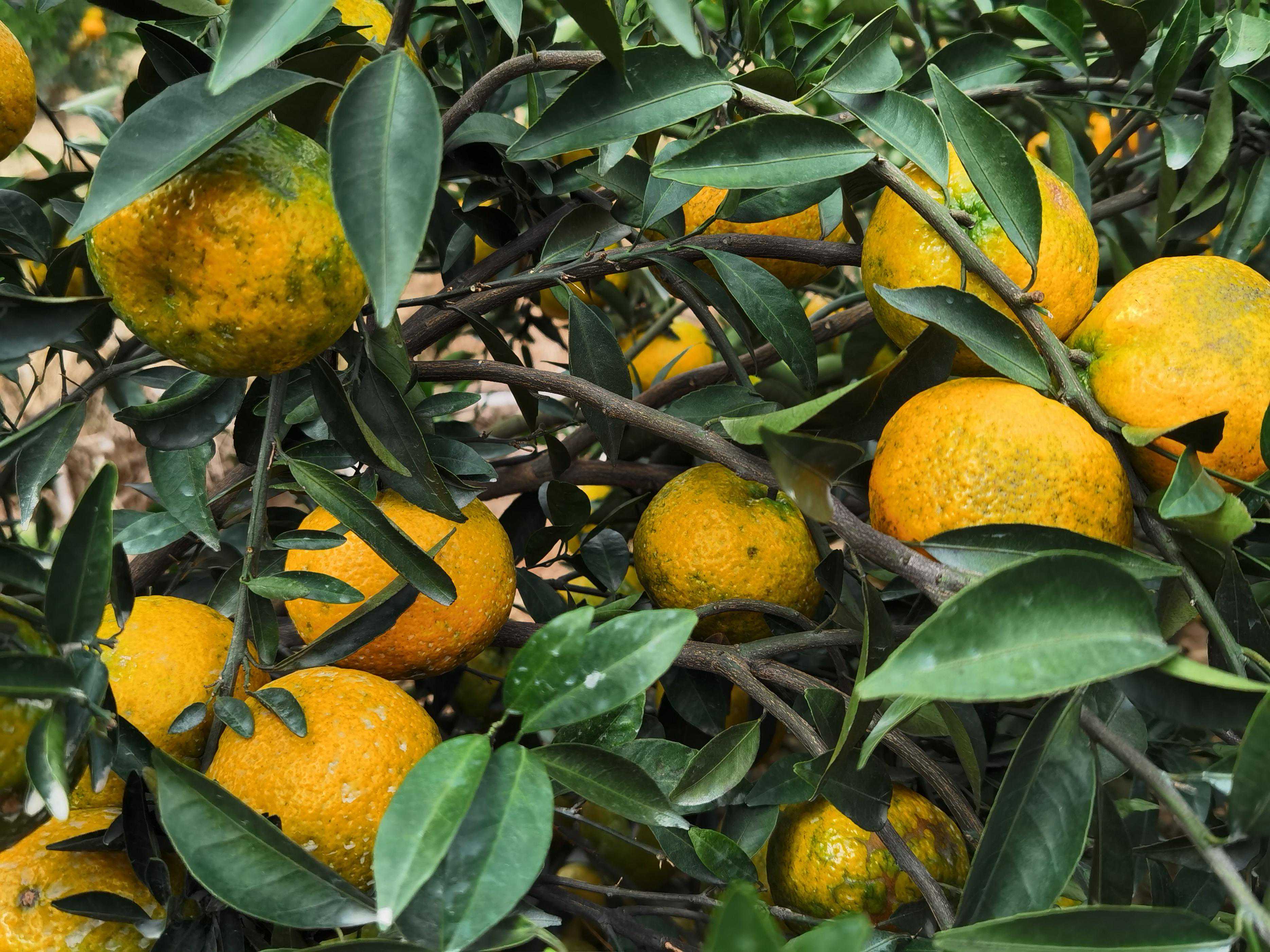 新会陈皮：用沃柑皮“平替”新会柑皮？这个“想得美”操作在蔓延