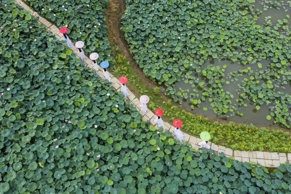 炎炎夏日去哪儿享清凉？攀枝花发布九条休闲度假线路邀你度夏
