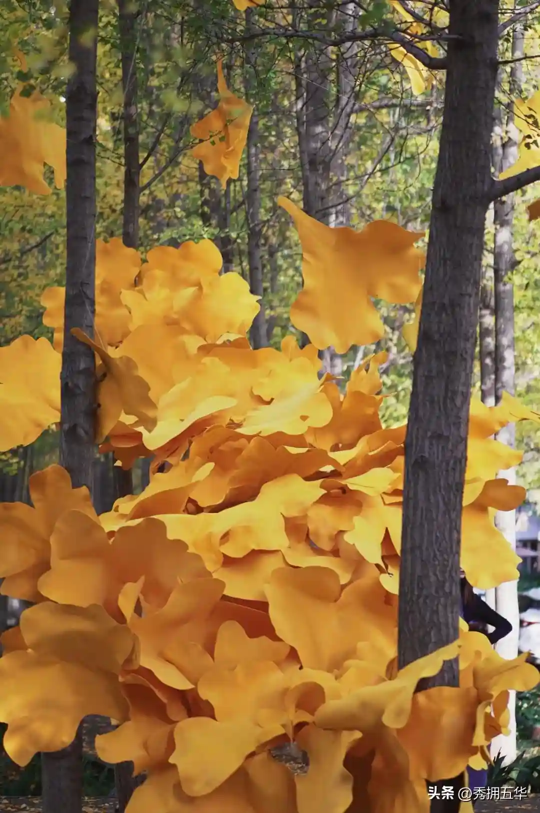 去版筑后街！做一场关于银杏的无尽梦
