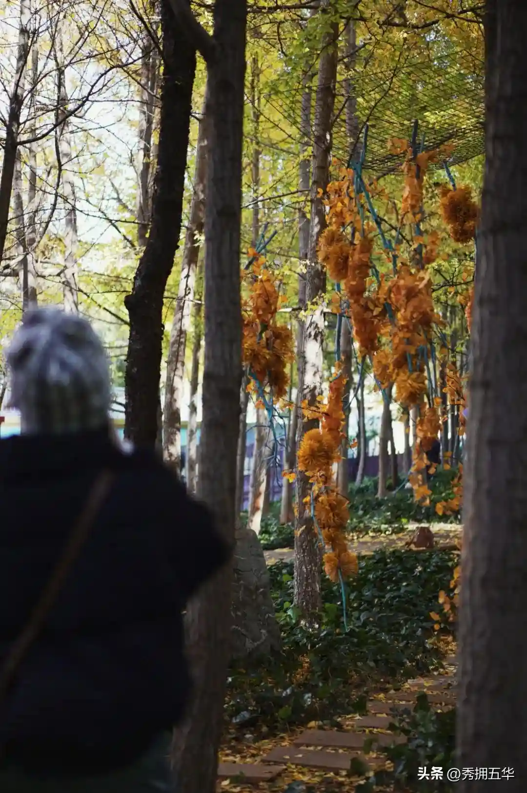 去版筑后街！做一场关于银杏的无尽梦