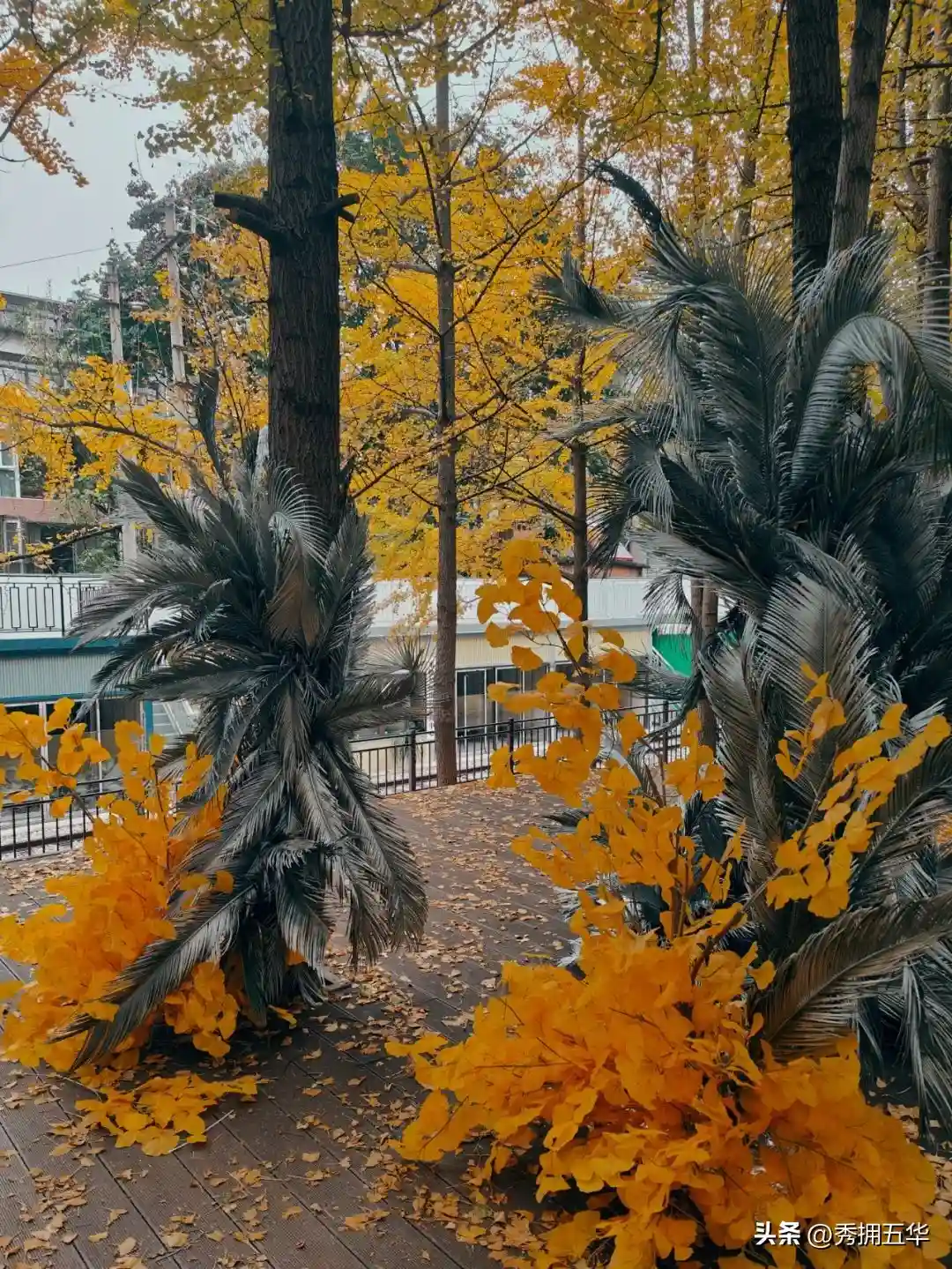 去版筑后街！做一场关于银杏的无尽梦