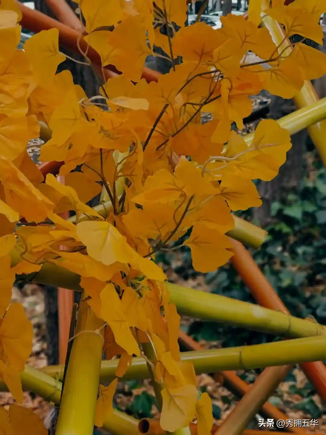 去版筑后街！做一场关于银杏的无尽梦