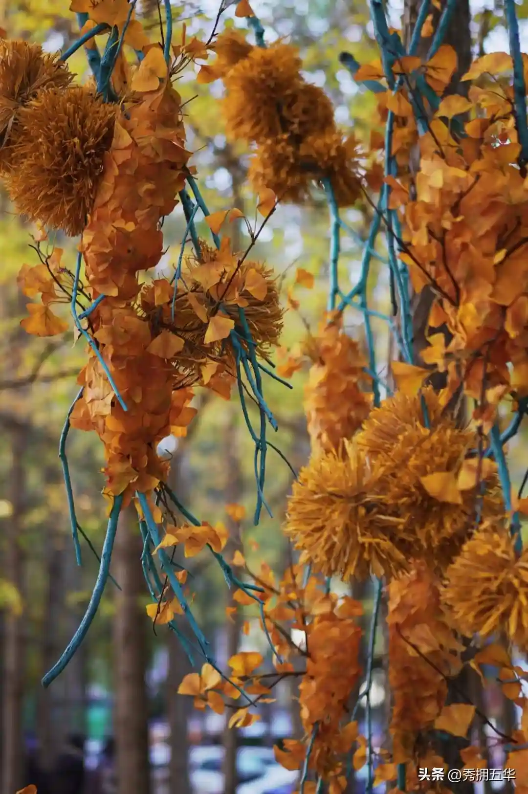 去版筑后街！做一场关于银杏的无尽梦