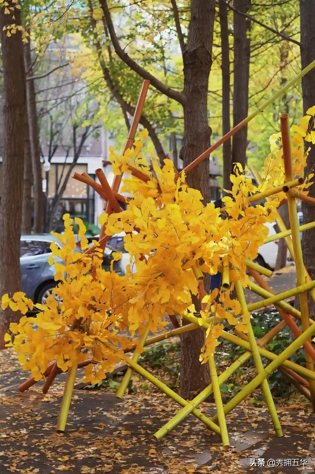 去版筑后街！做一场关于银杏的无尽梦