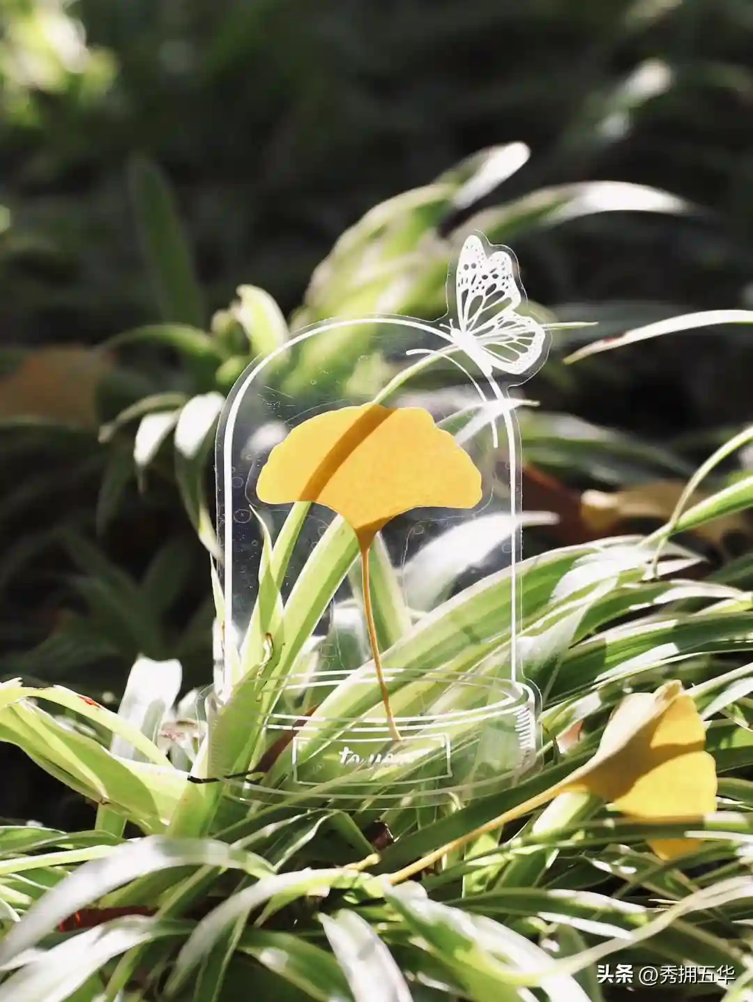 去版筑后街！做一场关于银杏的无尽梦