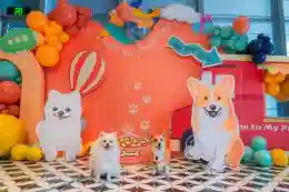 宝安宠物友好全覆盖，让“毛孩子”也能成为都市探险家