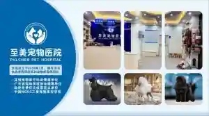 宝安宠物友好全覆盖，让“毛孩子”也能成为都市探险家