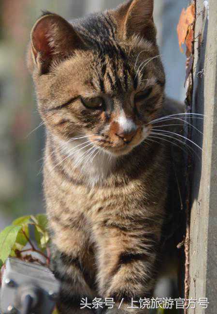 信江书院内：茶仙子们的茶集