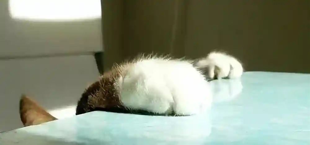 喵眼看滦南—滦南之旅插播“冀东老手艺—马官寨酥糖”