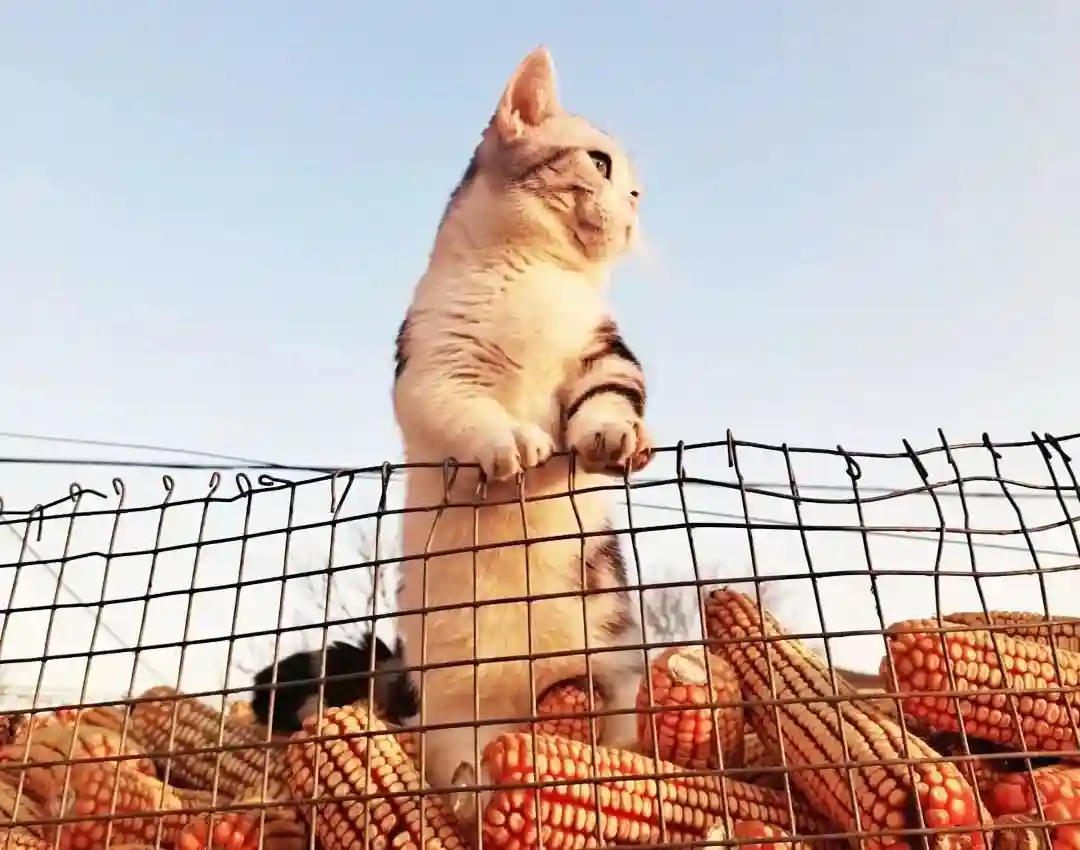 喵眼看滦南—滦南之旅插播“冀东老手艺—马官寨酥糖”