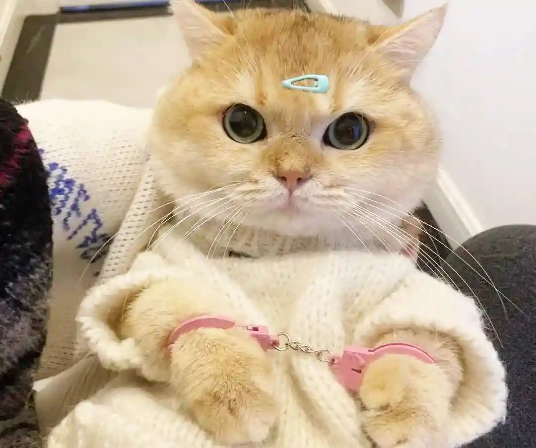 喵眼看滦南—滦南之旅插播“冀东老手艺—马官寨酥糖”