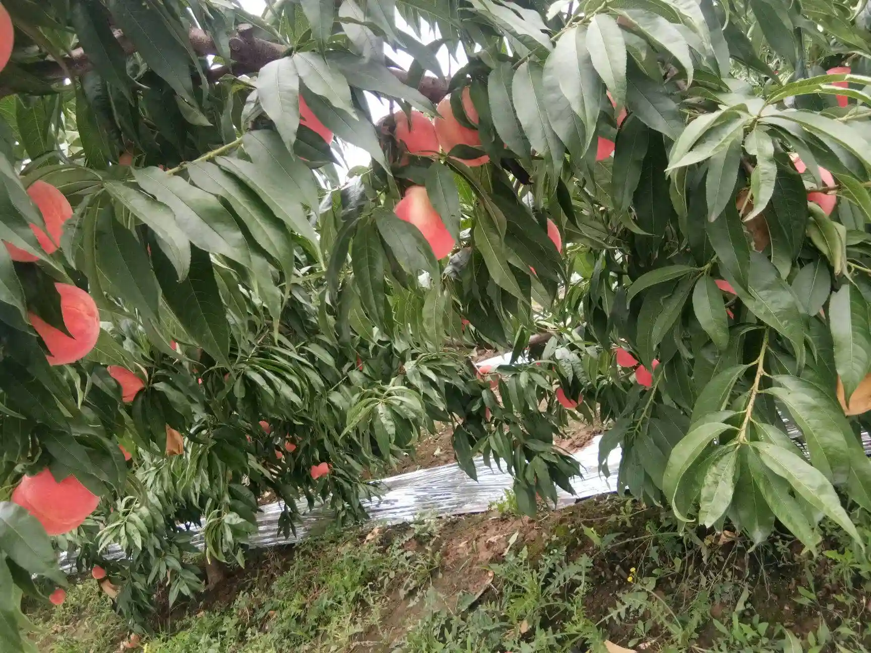 3年才会结果，盛果期仅7年，如今又到成熟季，个大能当饭