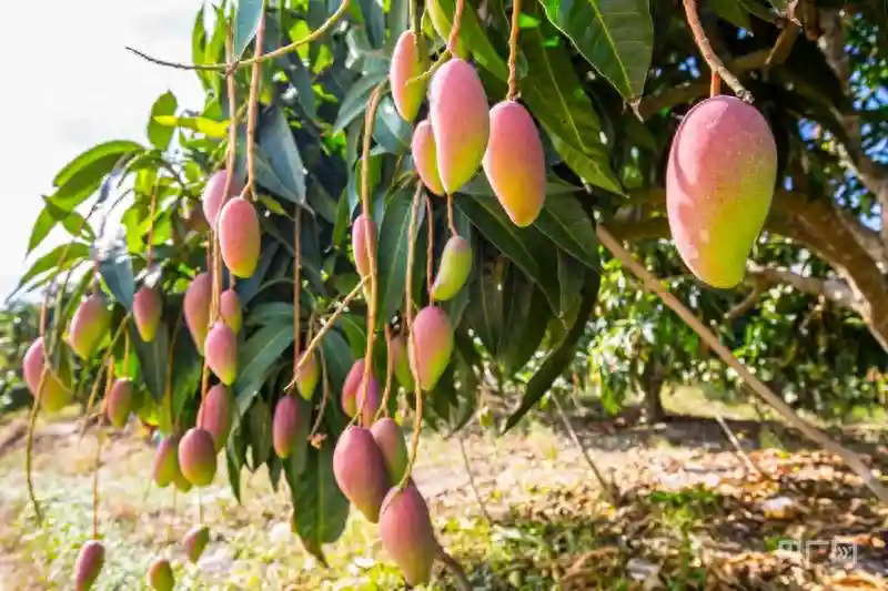 海南鲜品丨探秘北纬18°的芒果