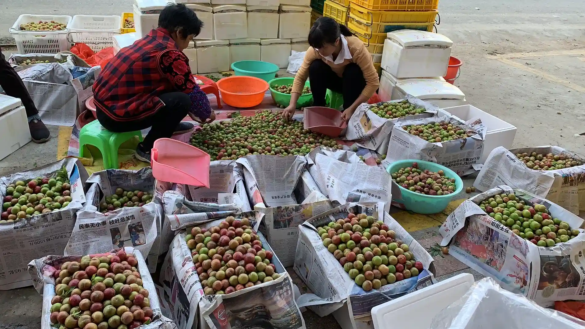 “三华李第一镇”信宜钱排早熟李子抢“鲜”市场价好，喜煞果农