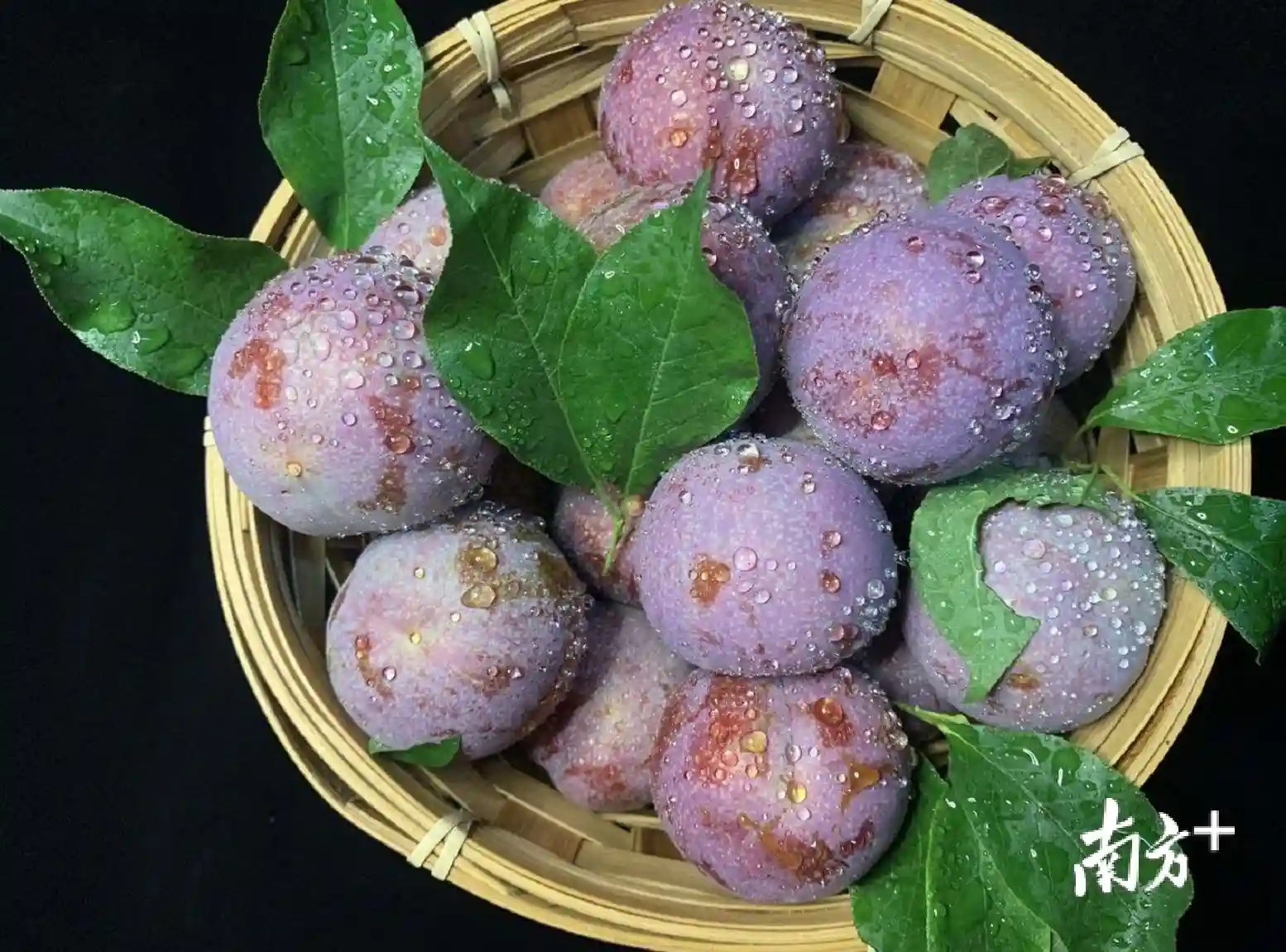 逾400吨每日，“中国李乡”信宜钱排三华李上市渐趋高峰