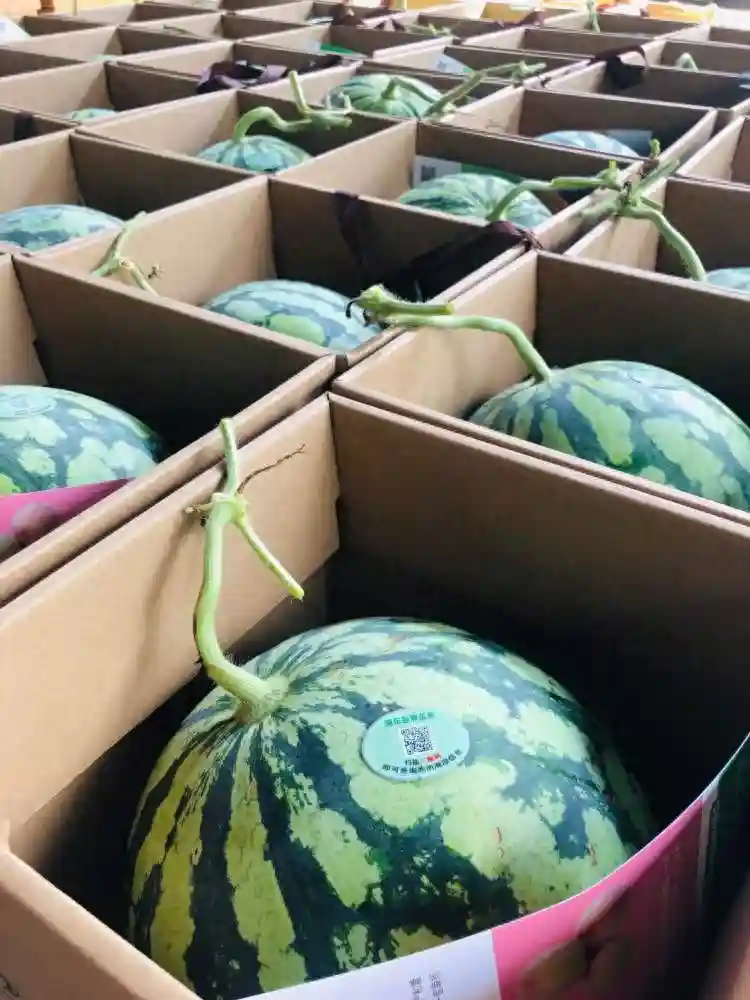 5月中旬，魔都“爱马仕”西瓜——“南汇8424”盛宴开场！山臻果蔬一天销售超