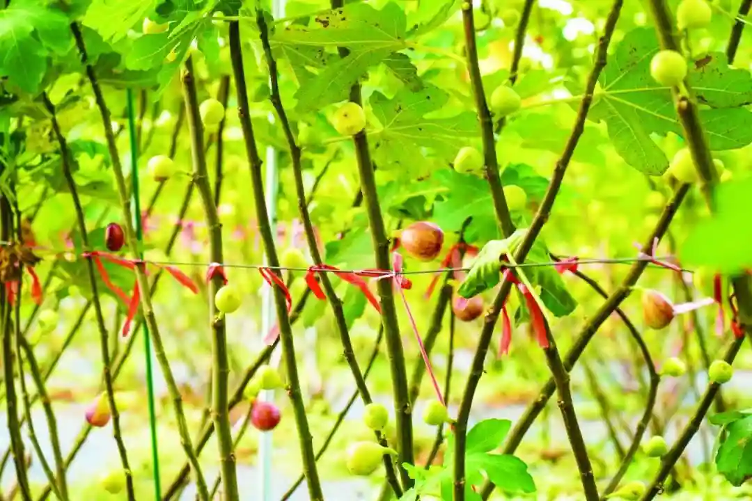 金华日报丨金东东孝街道：千年无花果 新绽“共富花”