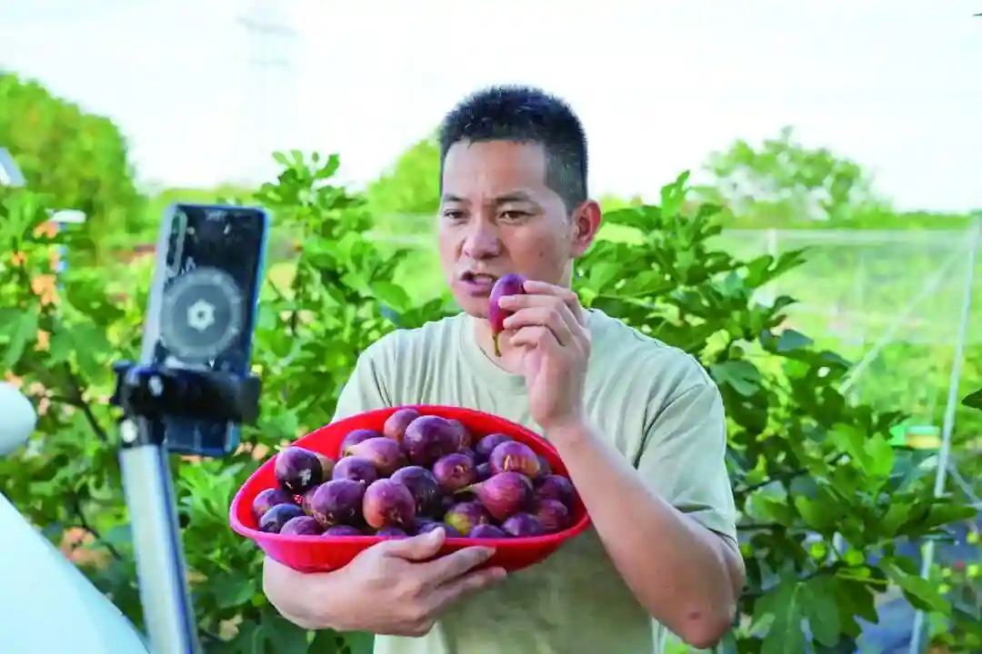 金华日报丨金东东孝街道：千年无花果 新绽“共富花”