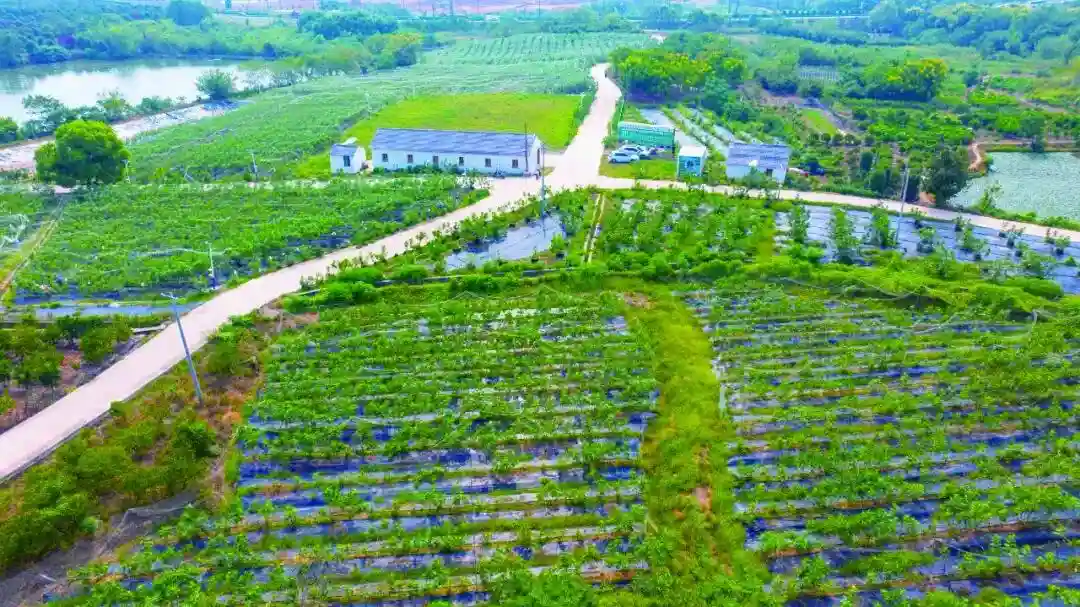 金华日报丨金东东孝街道：千年无花果 新绽“共富花”