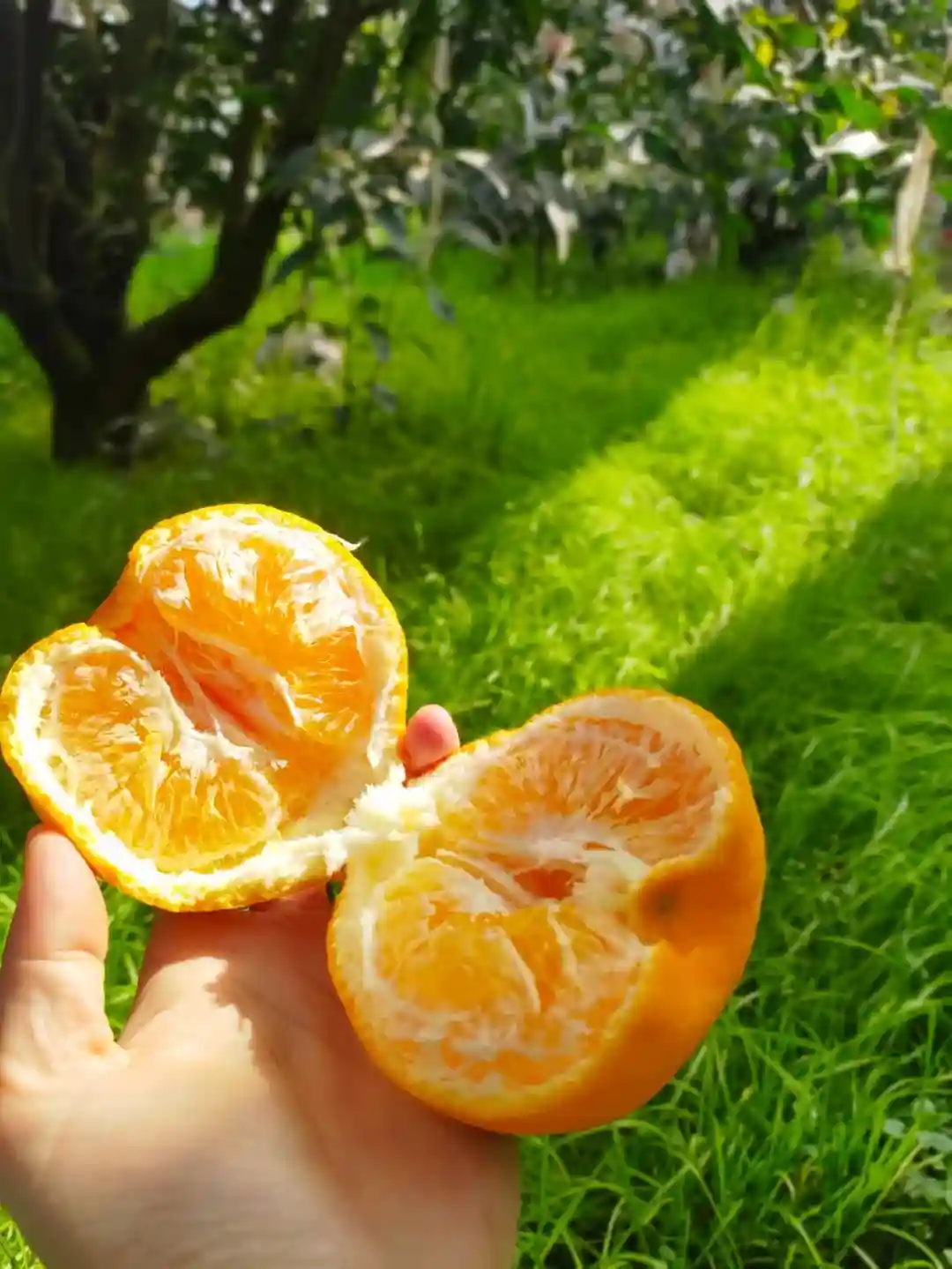 从农资商到柑橘代办，四川蒲江美女代办种150亩柑橘一天卖60吨