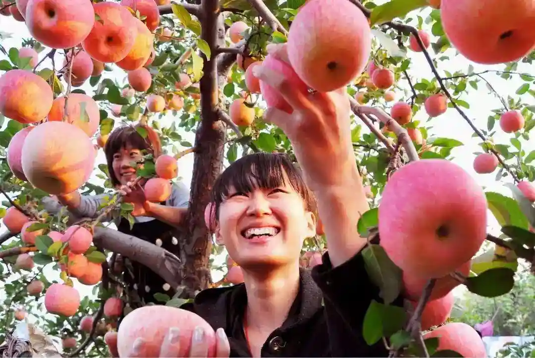 他们受国务院通报表扬 | 丰县：网上卖苹果卖出全国第一