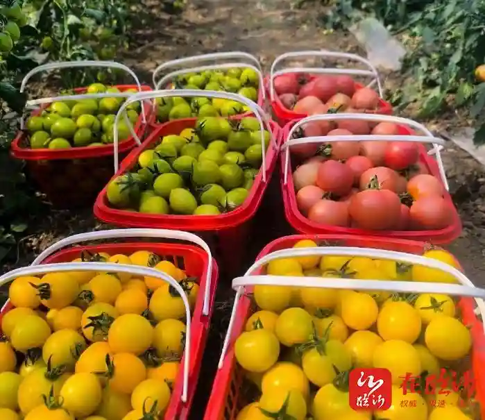 蒙山沂水雁高飞 四雁融合共创富丨张华：种得百果园 “朝露”助振兴