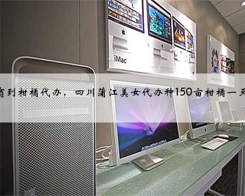 从农资商到柑橘代办，四川蒲江美女代办种150亩柑橘一天卖60吨