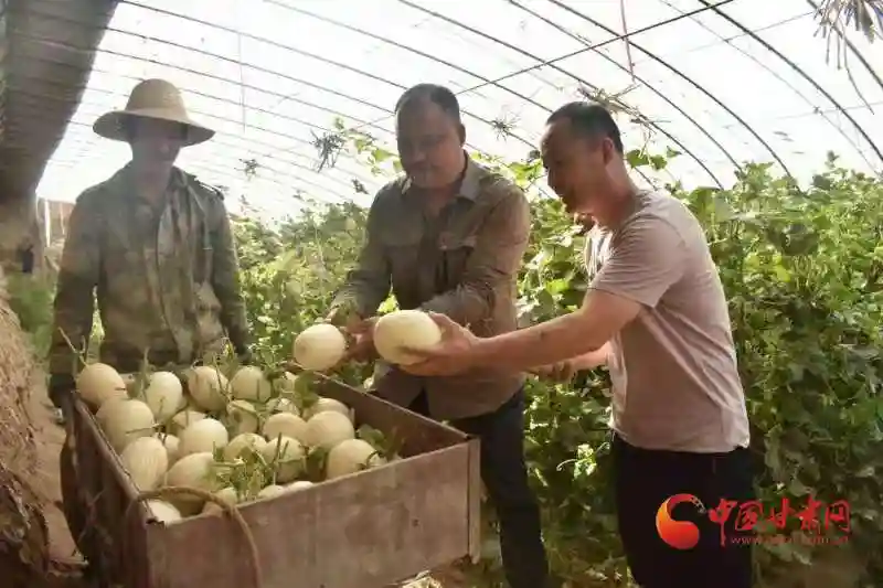 瓜州：“甜蜜”路上“追梦人”