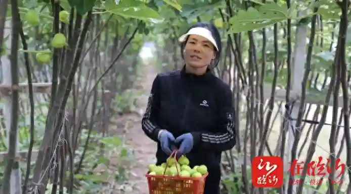 蒙山沂水雁高飞 四雁融合共创富丨张华：种得百果园 “朝露”助振兴
