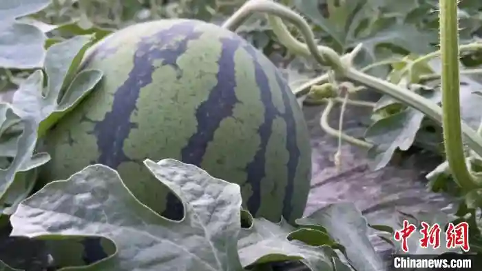 （上海战疫录）一线丨千方百计疏通“堵点”地产蔬果产销对接入市