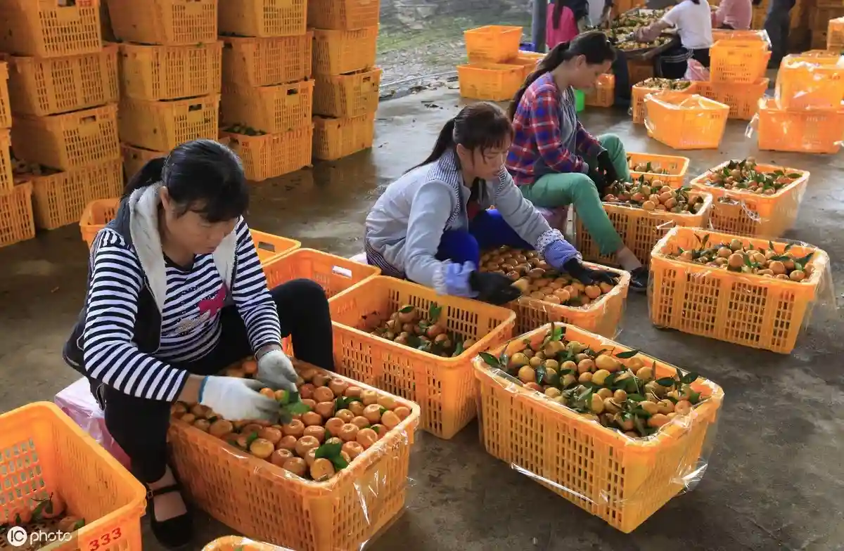 果商订购柑橘，不找果农而是跟柑橘代办订购，让代办赚钱0.1元/斤